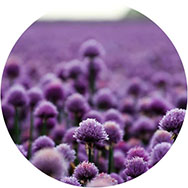 Shop Purple Prom Dresses